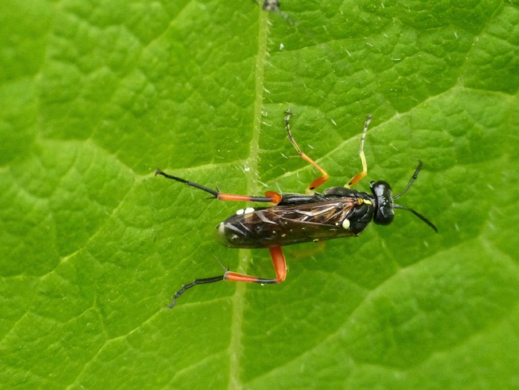 Macrophya rufipes?...S, ...Macrophya cfr. rufipes